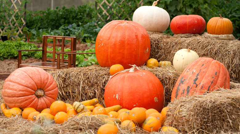 Pumpkins, squash, and hay bales