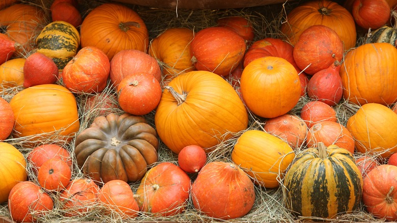 Lots of pumpkins