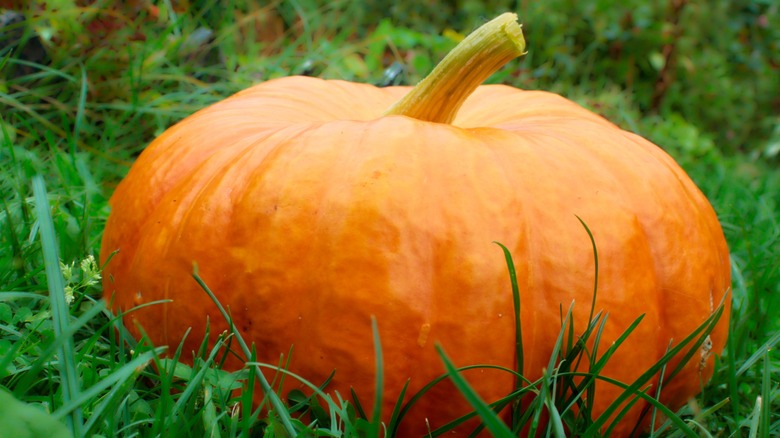 Large ripe pumpkin