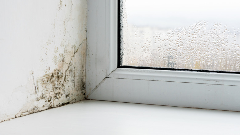 Black mold by window