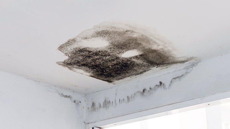 Mold on a ceiling 