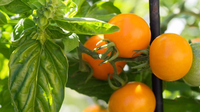 Gold tomatoes and basil plant