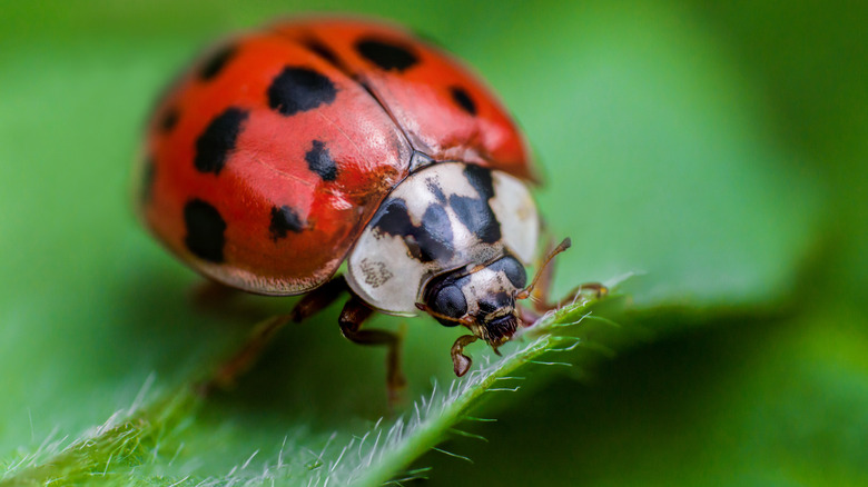 Ladybug on leaf close up