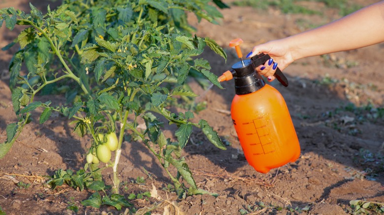 Person spraying down tomato plant