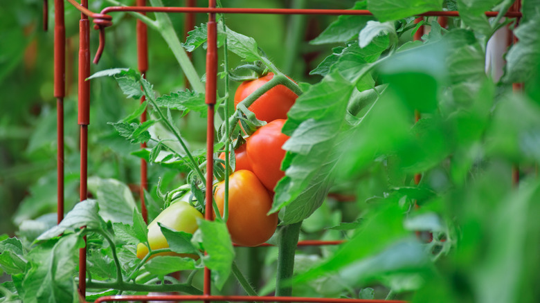 Tomato growing up cage