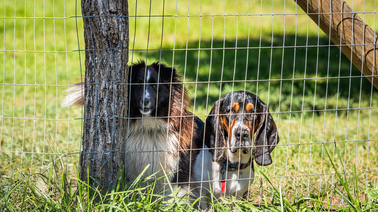 two dogs behind fence