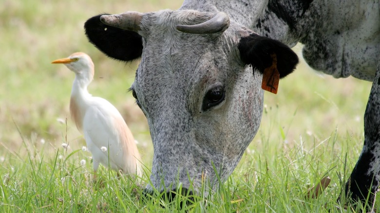 cow grazing 