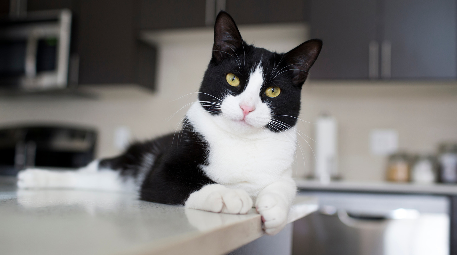 Tips For Keeping Your Cats Off Your Kitchen Counters