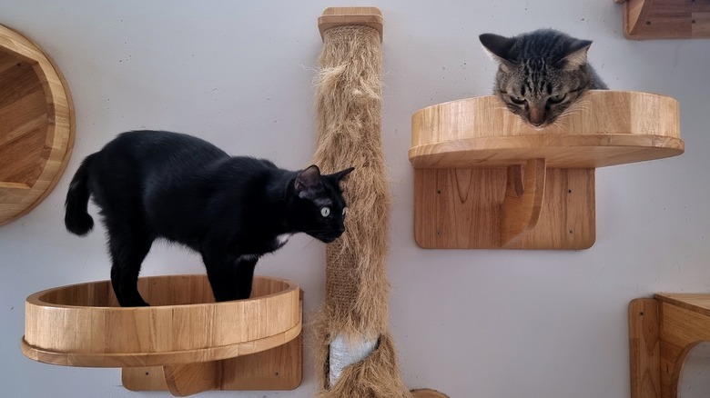 cats on cat shelves