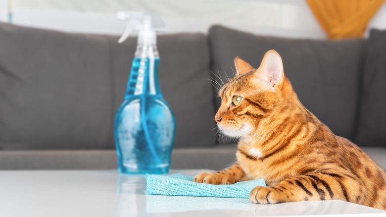 Cat with a spray bottle