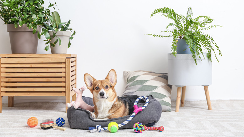 Dog in pet bed