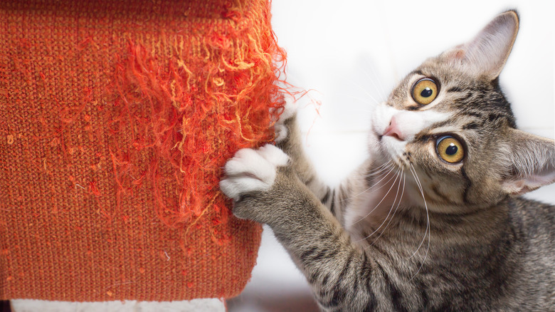 Kitten scratching orange couch