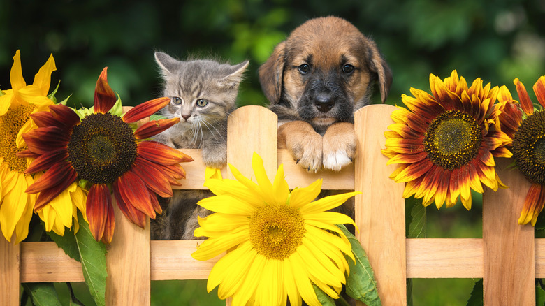 Dog and cat garden fence