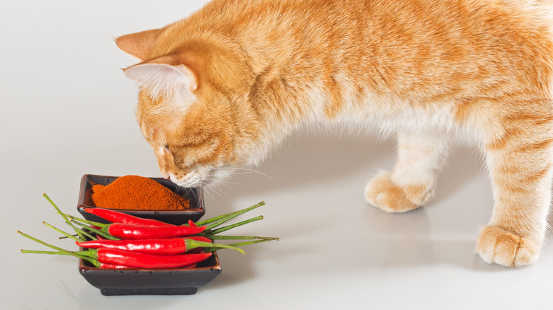 Cat sniffing hot chilis