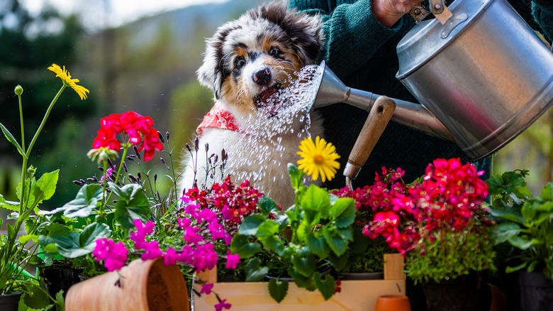 Dog in garden watering can
