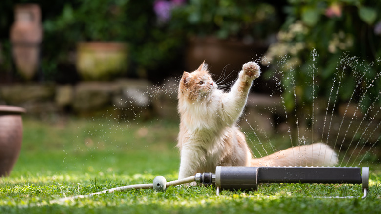 Cat playing with sprinkler