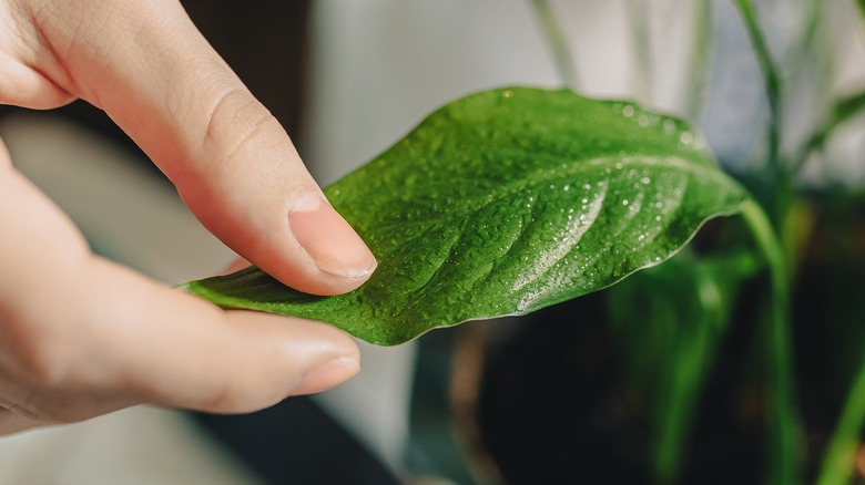 hand holding plant leaf