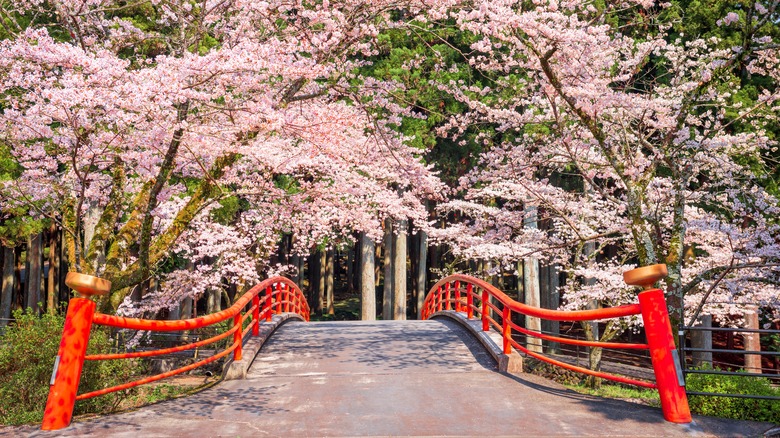 a Japanese garden