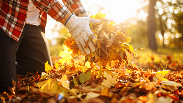 Person holding leaves 