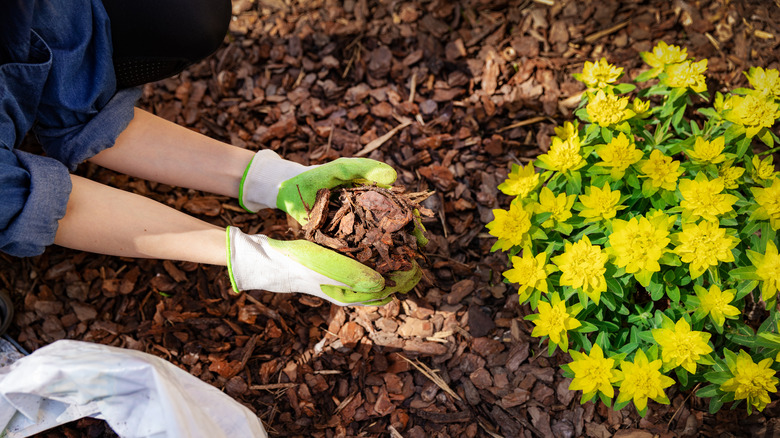 Mulching a flower bed