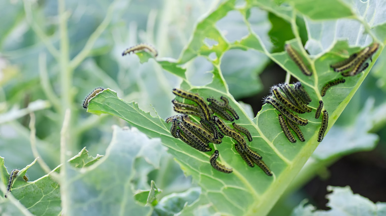 Insects eating cabbage leaf