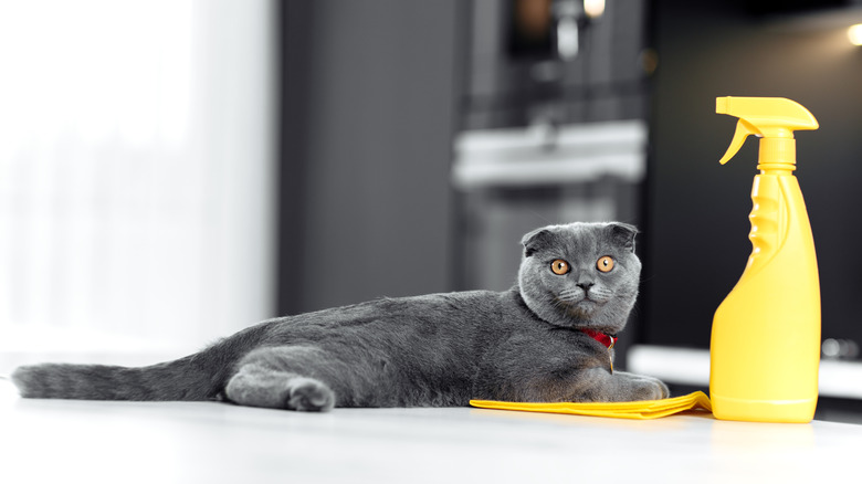 cat laying with a spray bottle 