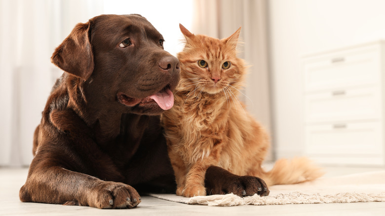 dog and cat together