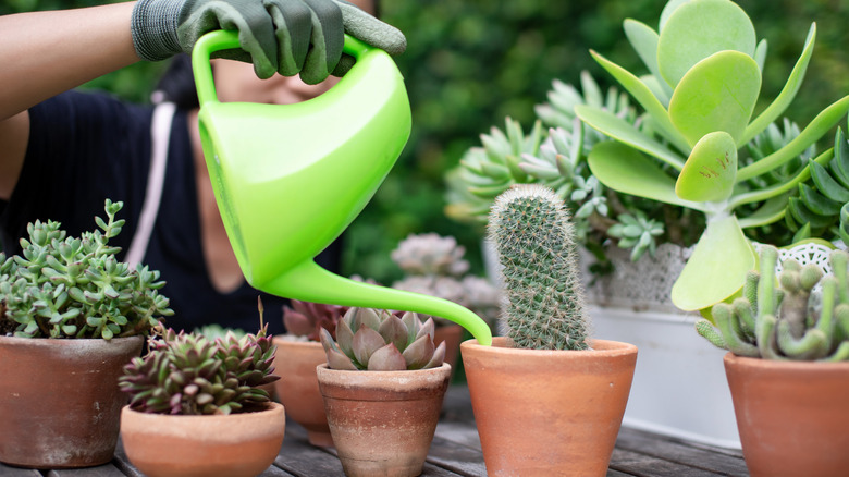 person watering succulents in pots