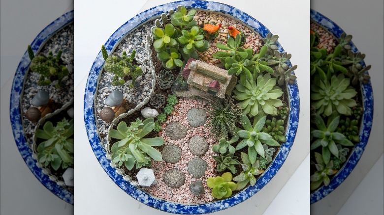 succulent garden with pebbles