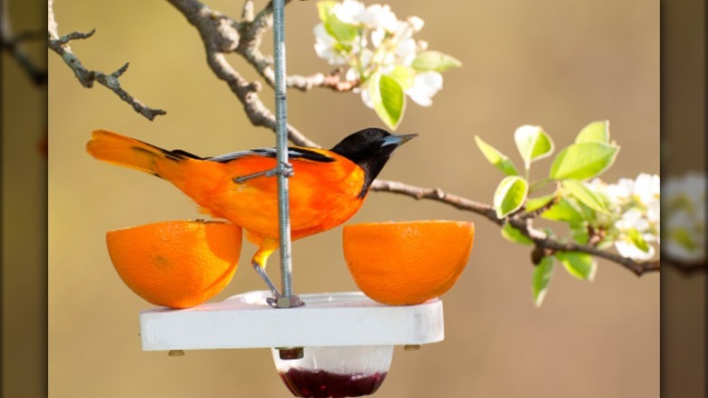 oriole with oranges