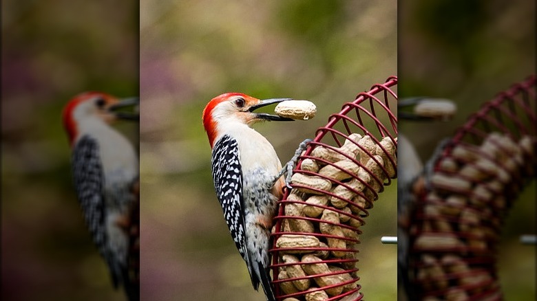 woodpecker eating a peanut