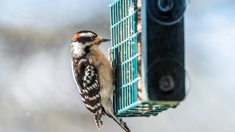 woodpecker eating suet cake