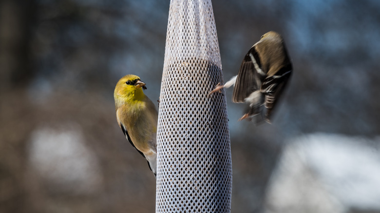 goldfinch on thistle sock