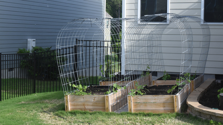 Cattle panel trellis arches constructed within raised vegetable garden beds.