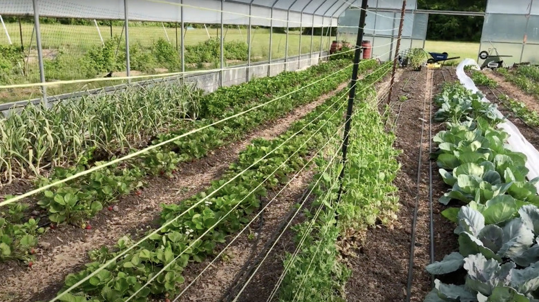 A DIY string trellis mounted in a long greenhouse garden.