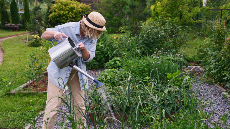 A woman waters her onion plants in her vegetable garden.