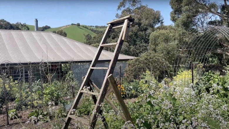 An old wooden ladder turned trellis in a vegetable garden in Australia.