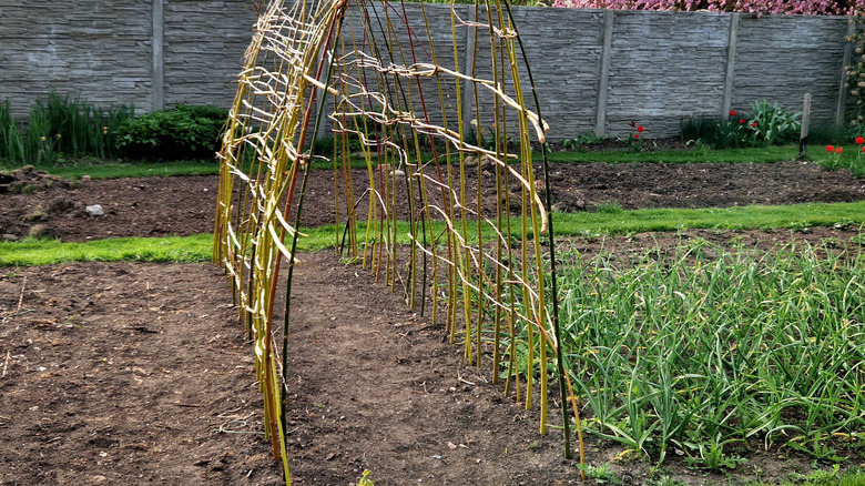 A trellis made from tree branches mounted in a vegetable garden.