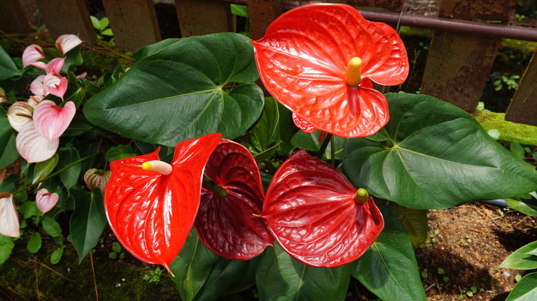 Red anthurium flowers