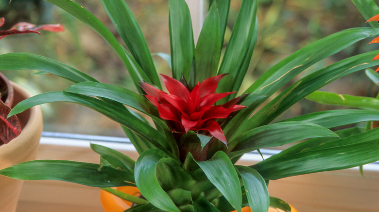 Scarlet Star bromeliad houseplant