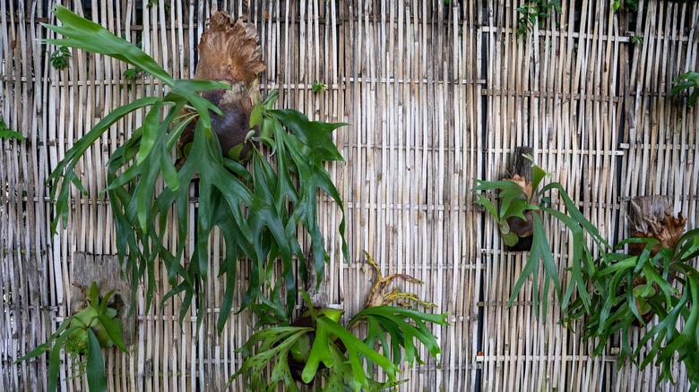 Epiphytic ferns on wooden fence