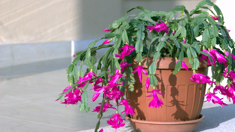 Flowering Schlumbergera houseplant