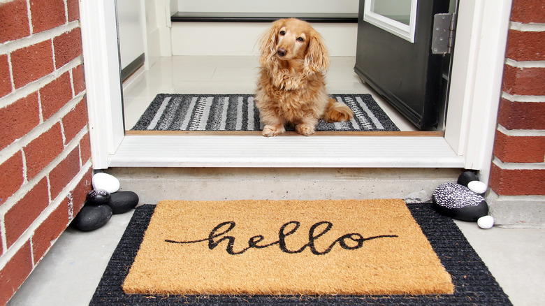 a dog in doorway