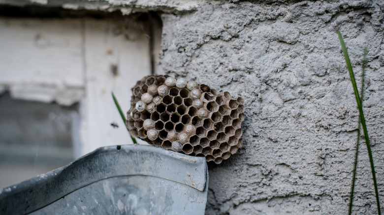 wasp nest outside basement window