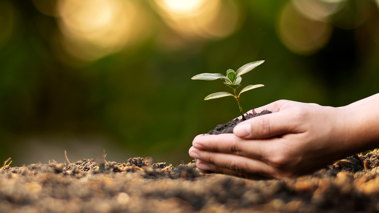 Hands planting seedling in ground