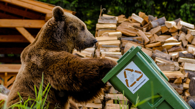 bear getting in garbage can