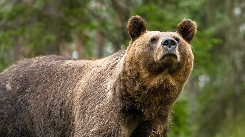 bear sniffing the air