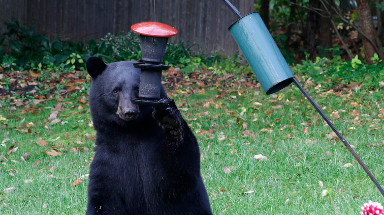 bear eating from bird feeder