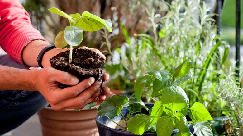 repotting plants