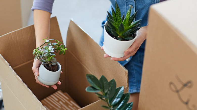 house plants in moving box 
